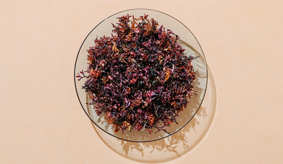 A bowl with sea moss in it.