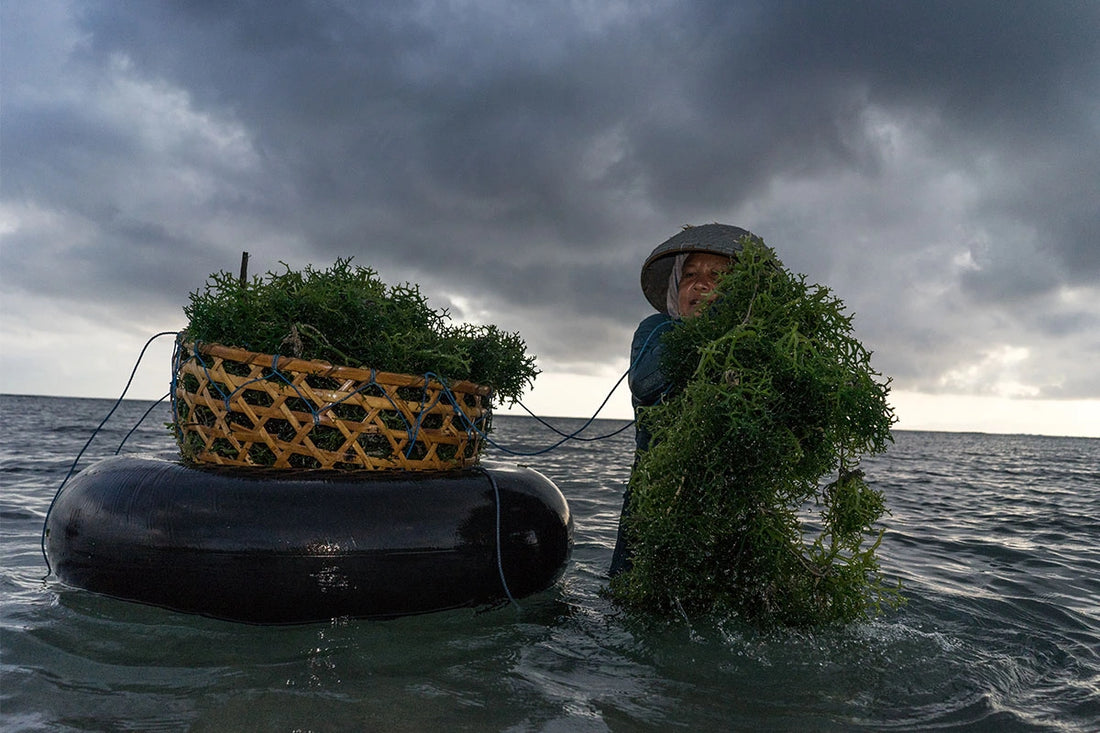 If You Make One Nutritional Change This Year, Start Eating Seaweed