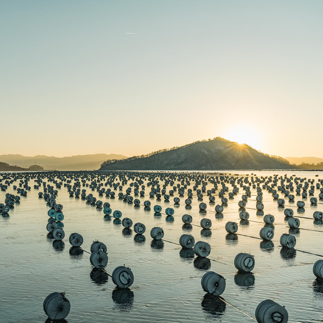 A picture of seaweed being harvested in the sea.