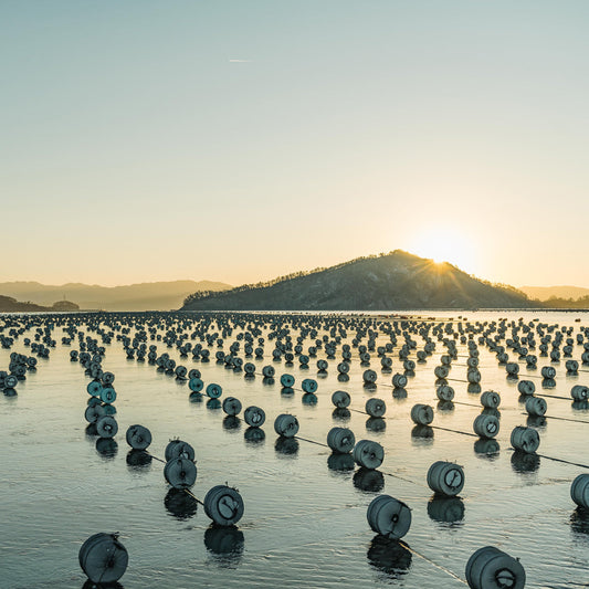 A picture of seaweed being harvested in the sea.