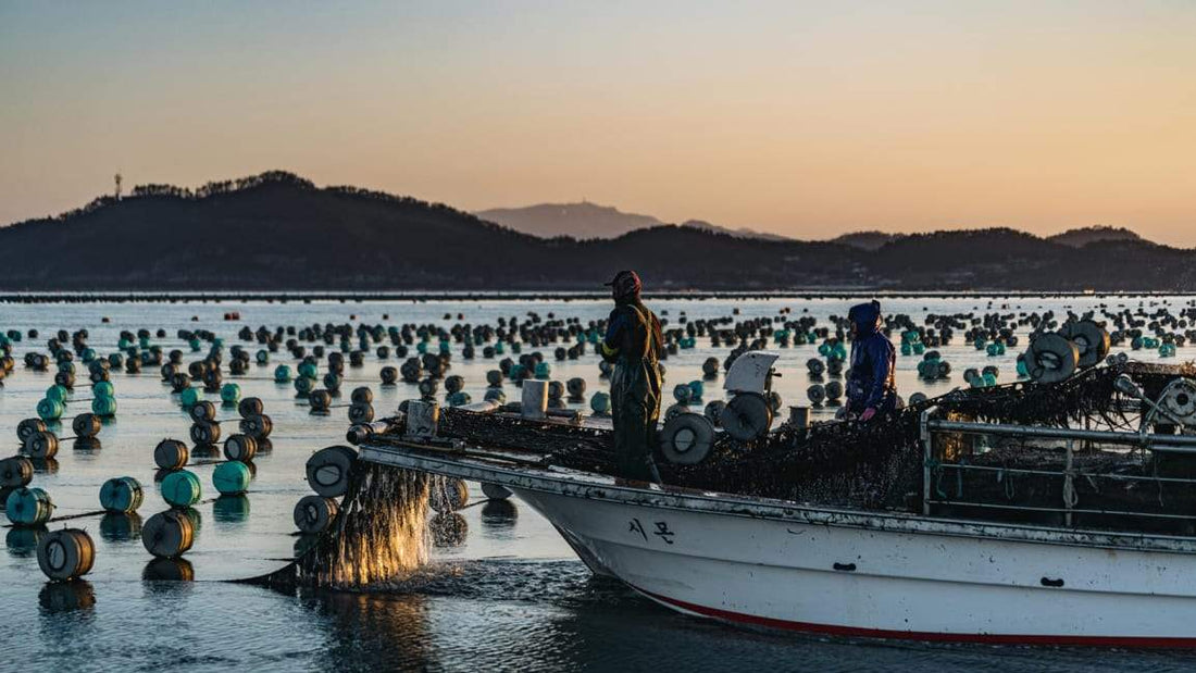 See inside a seaweed farm as it grow its carbon-sequestering crops