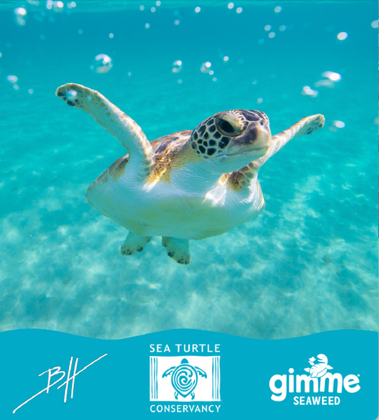 Sea turtle in the ocean.