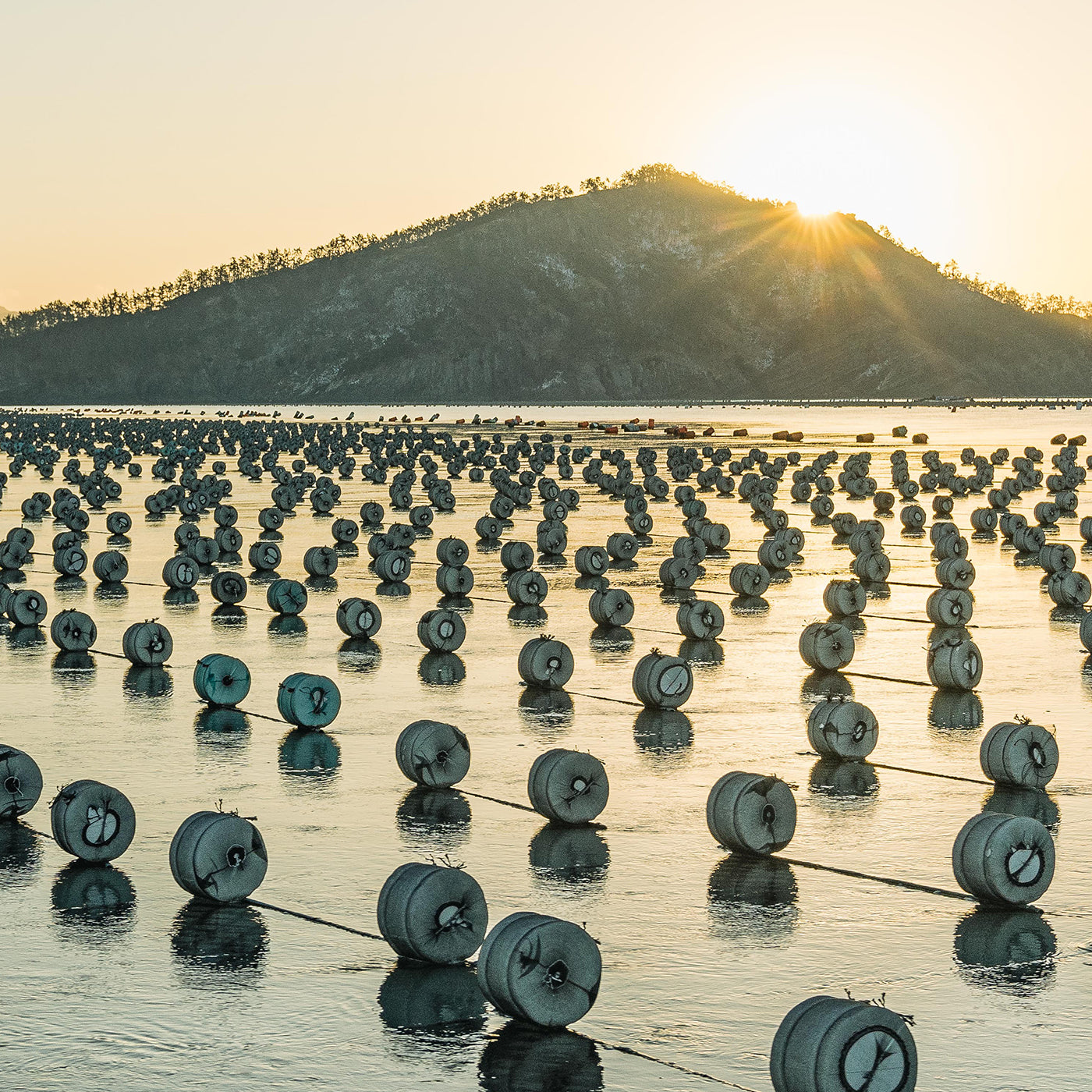 Rows of floating buoys on a calm body of water with a hill and setting sun in the background.