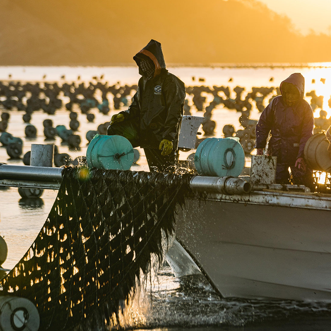 Two individuals on a boat at sunrise handling fishing nets, with numerous fish in the background.